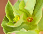 Warty spurge